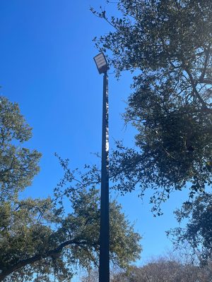 LED area light pole rising through an oak canopy against a blue sky
